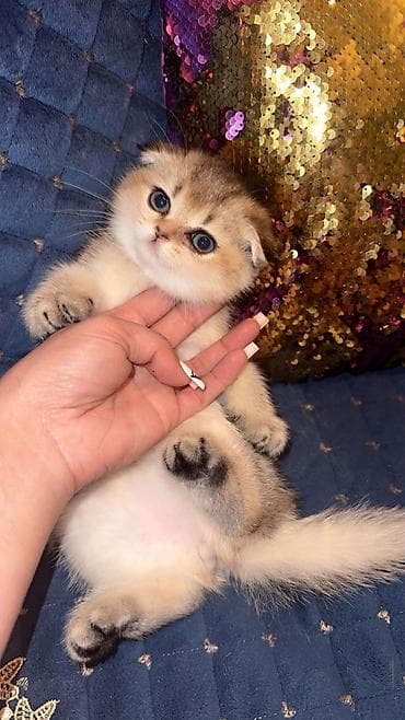 pisik cantalari: Erkək, Dişi, Yaxşı əllərə, Ünvandan götürmə, Ödənişli çatdırılma — 5