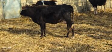 Angus melezi 1 qarin dogub.hal.hazirda suni mayalanib.saglam heyvandi