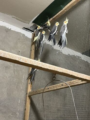 qara baş quşlar: Karellalar satilir qiymet 1 denesi 50 manat 055 555 50 48 — 4