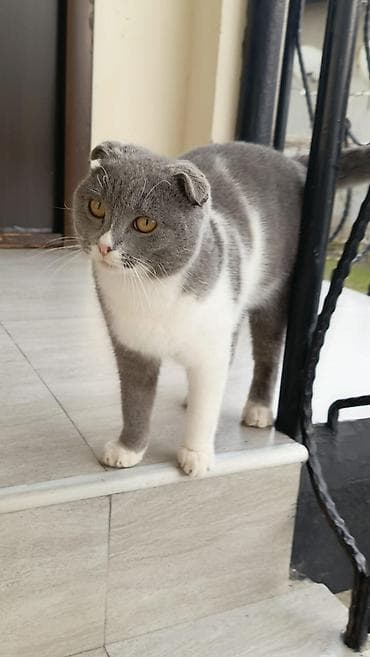 barama qiymeti: Şotland, Erkək — 4