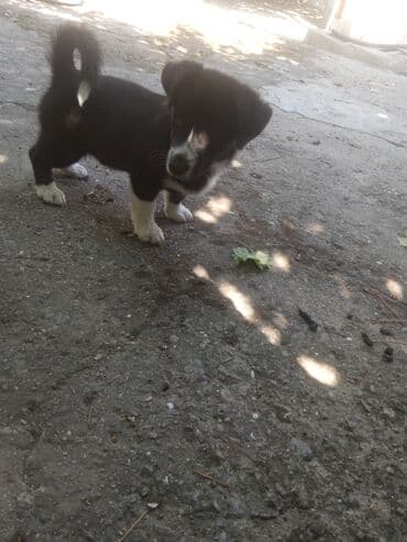 haski it adlari: Xaski, 1 ay, Erkek, Peyvəndli — 1