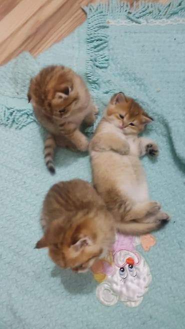 keci seki: Qızıl şinşilla, Erkək, Yaxşı əllərə, Ünvandan götürmə — 8