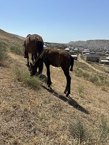 2 ayliq cuceler: Salam 2aylq dişi dayca Ana atasi yorqadi hec bir prablemi yoxdur ot — 1