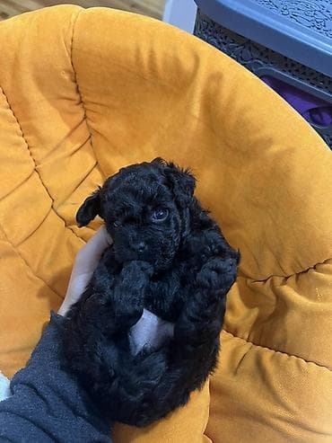 it satisi balaca: Pudel, 1 ay — 5