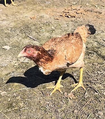 dovşan satılır: Cins: heyratı fersi (qəhvəyi ləkəli rəng) Növ: Dişi Təyinat: Yumurta — 2