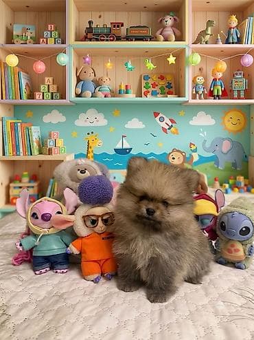 cibus itleri: Şpitz, 2 ay, Erkek, Peyvəndli, Ünvandan götürmə — 4
