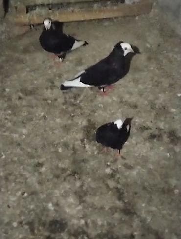 derzi quşu: Ağ baş ağ qanat hazir çütdüler balsida yaninda verem sonu du qiymet — 2
