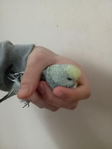 quş tələsi: Çex tutuquşu balaları ay yarımlıqdırlar təcili satıldığına görə bu — 4