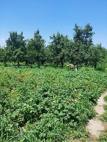 64 sot, Kənd təsərrüfatı, Mülkiyyətçi, Kupça (Çıxarış) — 10