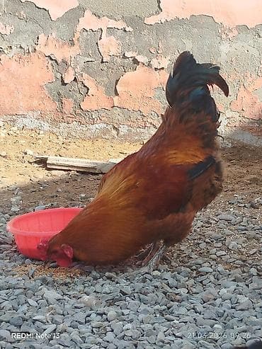 en ucuz at: Salam 10 aylıq sağlam kənd xoruzudur. Həyətdə başqa xoruzlarla yola — 7