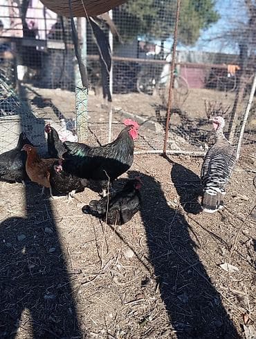 lalafo qoyun satisi: Məhsul: Qara rəngli xoruz Təsvir: Avstrolop temiz qan öz heyetimin — 9