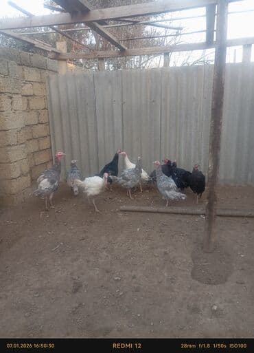 Digər avtomobillər: Erkək, Ətlik — 2