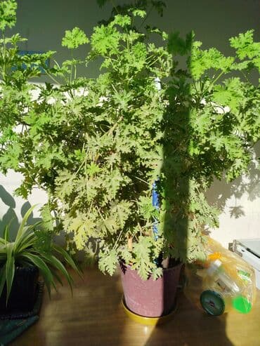 sine boyuden bitki: Ətirşah gülü çox böyük və sağlam bitkidir.
ünvan:Suraxanı ray — 4