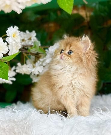 balaca ag itler: Növ: Britaniya uzun tüklü (British Longhair) balaları Xüsusiyyətlər — 8