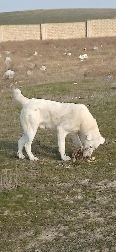 Heyvanlar üçün mallar: Alabay, Erkek — 1