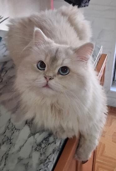 Şinşilla, Erkək, Yaxşı əllərə, Ünvandan götürmə, Ödənişli çatdırılma lalafo.az -da Şinşilla, Erkək, Yaxşı əllərə, Ünvandan götürmə, Ödənişli çatdırılma