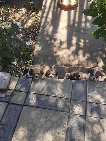 bala meymun: Zvonok, 1 ay, Erkek, Ünvandan götürmə — 9