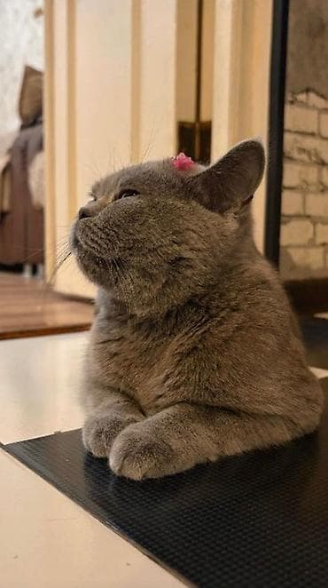 pitbull balaları: Britan — 6