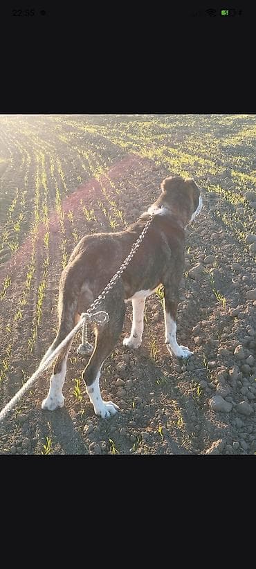 quzu satilir: Гурдбасар, 4 месяца, Самец, С родословной, Самовывоз — 2