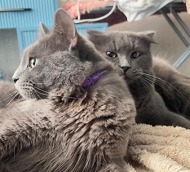 Gəmiricilər: Britan — 5