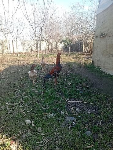 toyuğu: Toyuq, Damazlıq — 3