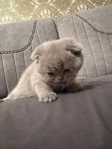 gene ucun derman: Şotland yastı qulaq, Erkək, Dişi, Yaxşı əllərə, Ünvandan götürmə, Pulsuz çatdırılma, Ödənişli çatdırılma — 9