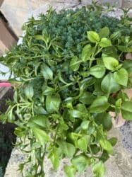 qazon toxumu qiyməti: Her biri ucuz kimete Gencededi catirma var size yaxin yere ancag — 36