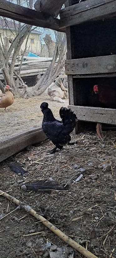 cins atlar: Toyuq, Damazlıq — 8