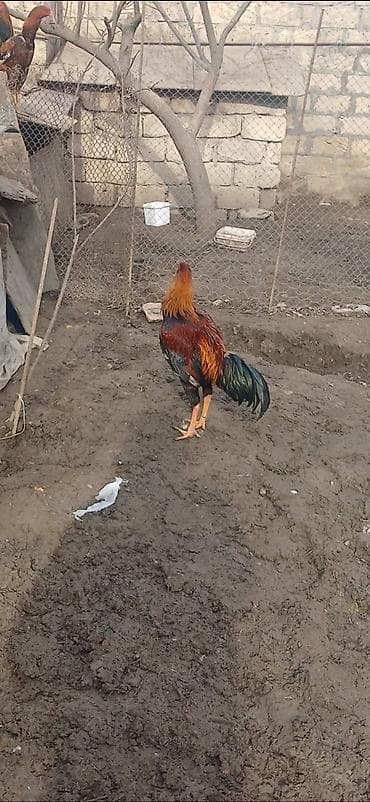 Atlar: Heyratı beçə satılır 7 aylıqdı təzə təzə aylır hündür viddi çolpadı — 3