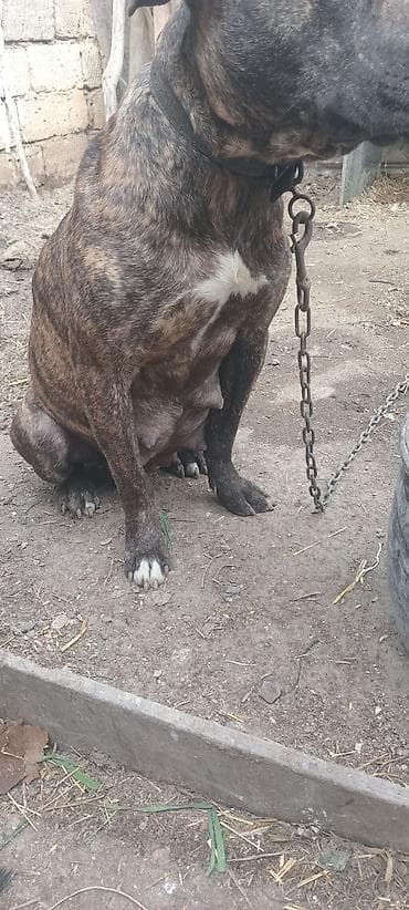 coban iti sekilleri: Dişi — 6