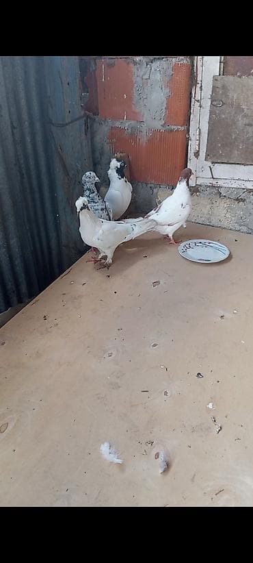 Ev göyərçinləri – dekorativ və uçuş üçün - Rənglər: ağ, ağ-qəhvəyi və