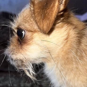 ev heyvan: 3 il, Dişi, Peyvəndli, Ünvandan götürmə — 6