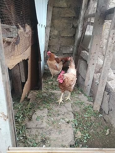 Toyuq, Yumurtalıq — 2