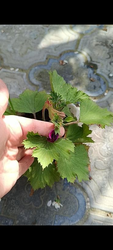 kişi otaq şap şapları: Otaq və balkon üçün saksı bitkiləri dəsti - Sansevieria (Qaynanadili) — 3