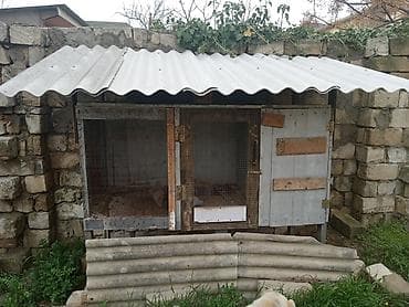 ucuz goyərcin: Satıram kredit olar dəyişmək olar — 4