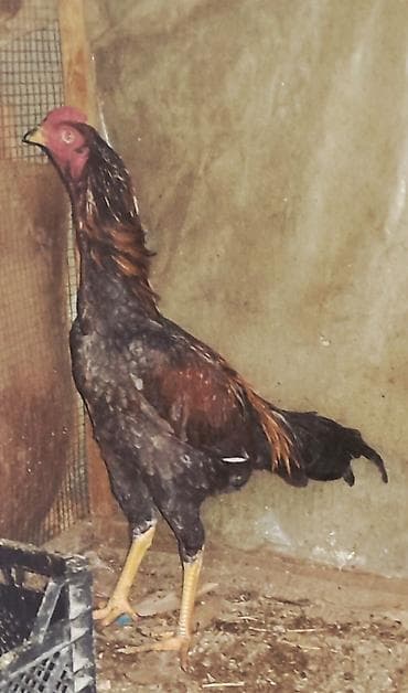 cins it: Salam, Heyratı kül beçə satılır. Cinsi brazil, 7 aylıqdır. Təzə bana — 7