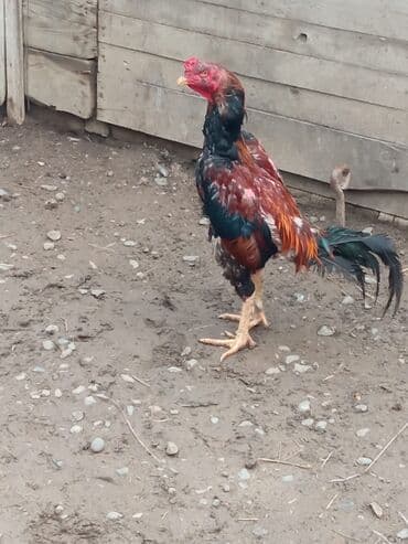 pişik balası satılır: Xoruz 2yaş yarmlxd cidi alc yazae — 2