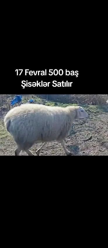 17 Fevral. 2026. 500 baş boğaz Şişəklər Satılır. 10. təzə Balali