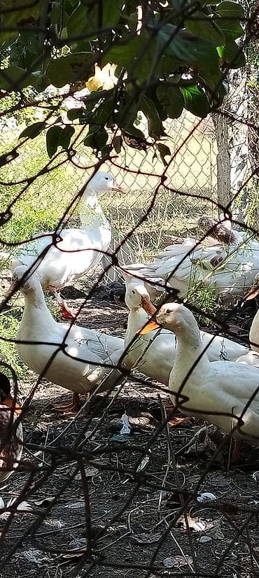 qedim samovar aliram: Məhsul: Qaz ve Balası . İRİ sortu.Bala 5.manat.Qaz isə fərəsi — 4