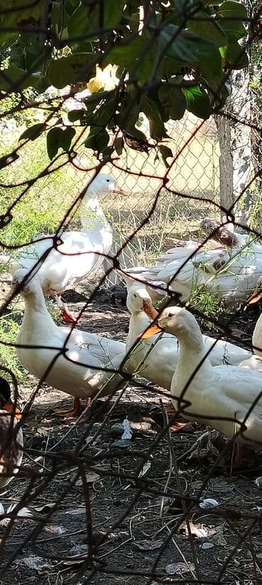 HƏR Növ lal ördək sortu satılır. Lal ördək yaxşı çəkili olur. 35 — 3