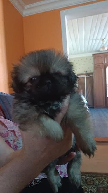 Pekines, 2 ay, Erkek