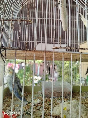 feniks quşu: Nimfalara (Cockatiel) aid quşlar - Növ: Nimfa (Cockatiel), daraqlı — 7