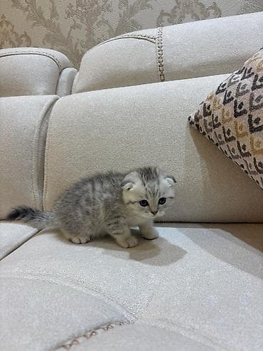 pişik pişik: Şotland yastı qulaq — 4