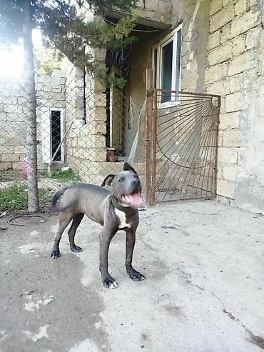 kangal it: Pitbul, 5 ay, Erkek, Peyvəndli — 2