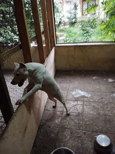 pit bull: Питбуль, 1 год, Самка, С прививками, Самовывоз — 1
