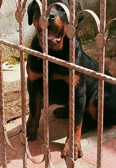 it yemi satisi: Rotveyler, 4 ay, Erkek, Peyvəndli, Ünvandan götürmə — 5