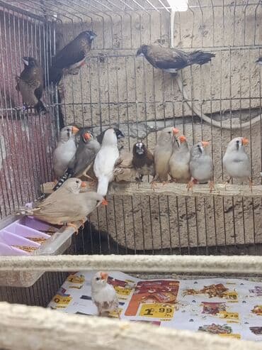 amadin yuvası: Amadin quşları Saglam 2024- 2025 uzuklu zebra amadin cutler satilir — 3