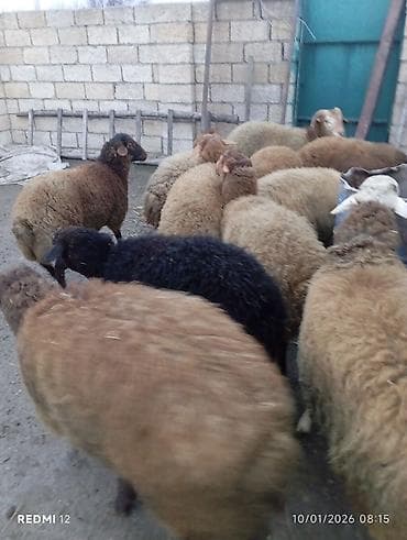Qoyun sürüsü — ət və damazlıq üçün - Növ: yerli qarabaş/qırma