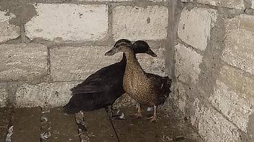 ördəylər: Dişi, Damazlıq, Ödənişli çatdırılma — 2