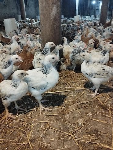 broyler cuce satisi: Toyuq cücələri, Ətlik — 2